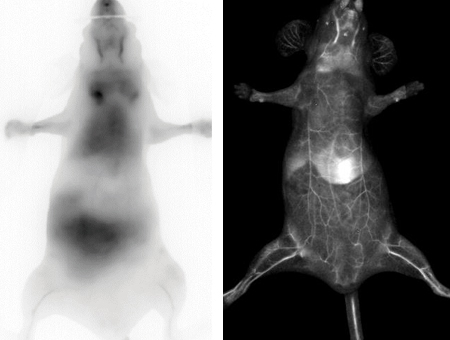 VISQUE InVivo ART 100 / 400