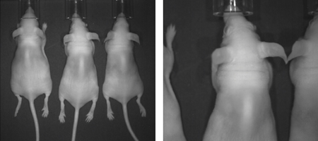 VISQUE InVivo ART 100 / 400
